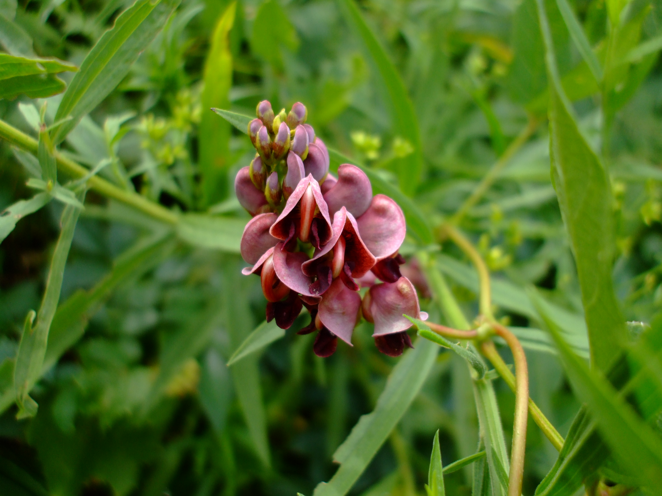 Apios americana